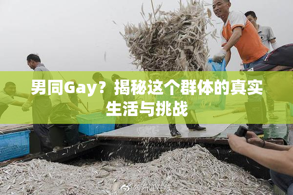 男同Gay？揭秘这个群体的真实生活与挑战
