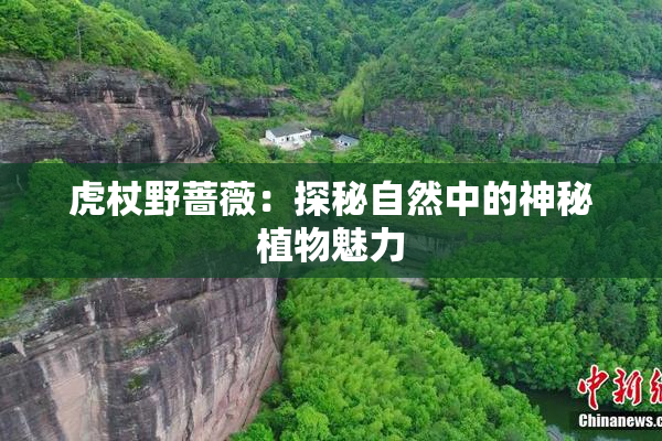 虎杖野蔷薇：探秘自然中的神秘植物魅力