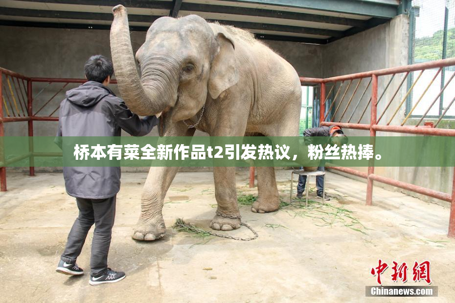 桥本有菜全新作品t2引发热议，粉丝热捧。