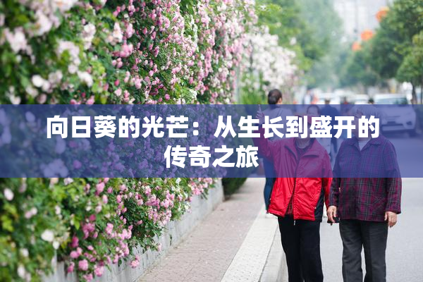 向日葵的光芒：从生长到盛开的传奇之旅