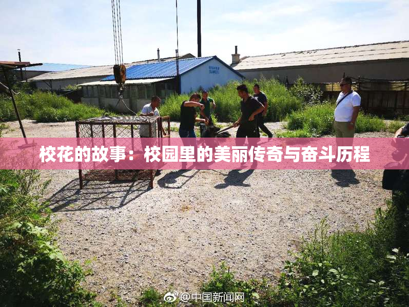校花的故事：校园里的美丽传奇与奋斗历程