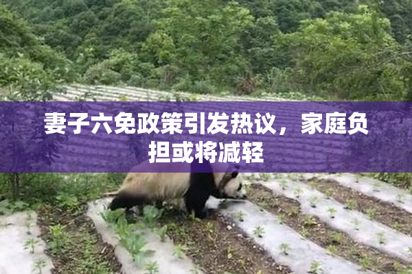 妻子六免政策引发热议，家庭负担或将减轻