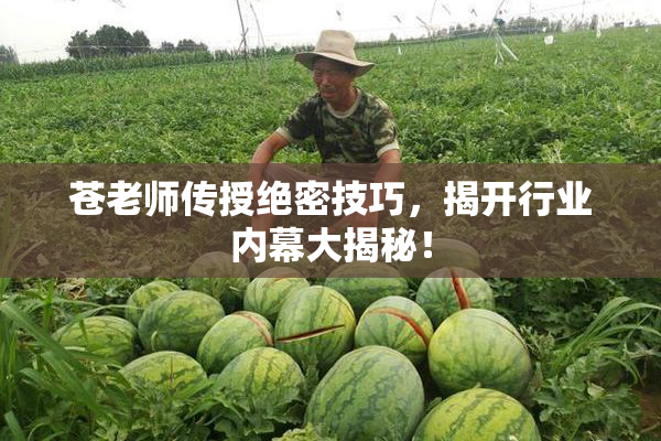 苍老师传授绝密技巧，揭开行业内幕大揭秘！