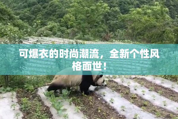可爆衣的时尚潮流，全新个性风格面世！