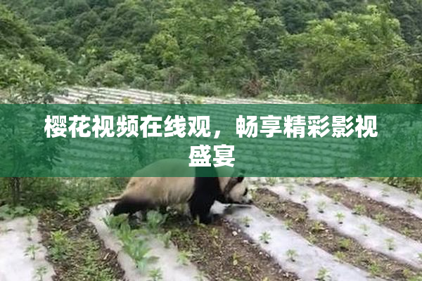 樱花视频在线观，畅享精彩影视盛宴