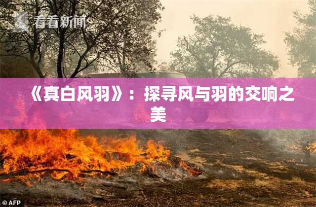 《真白风羽》：探寻风与羽的交响之美