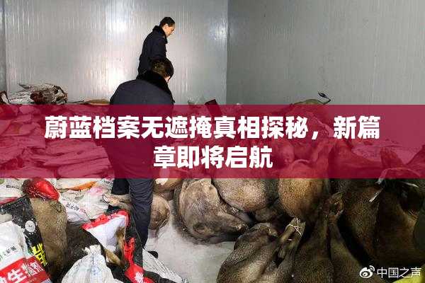 蔚蓝档案无遮掩真相探秘，新篇章即将启航