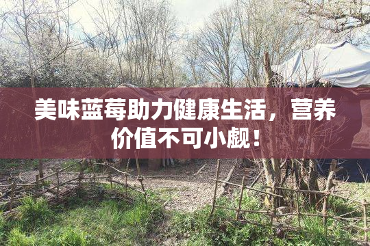 美味蓝莓助力健康生活，营养价值不可小觑！