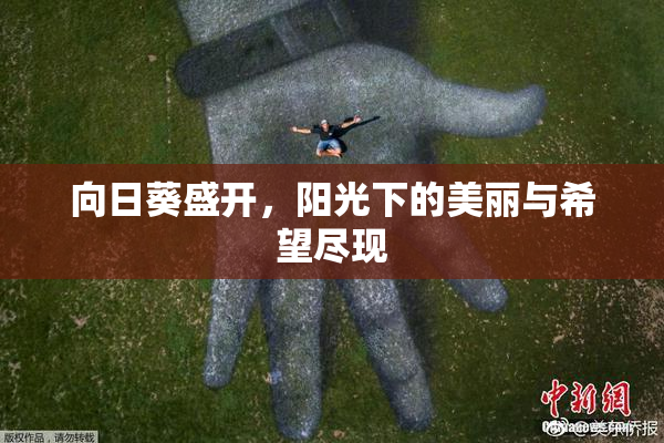 向日葵盛开，阳光下的美丽与希望尽现