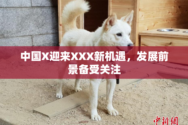 中国X迎来XXX新机遇，发展前景备受关注
