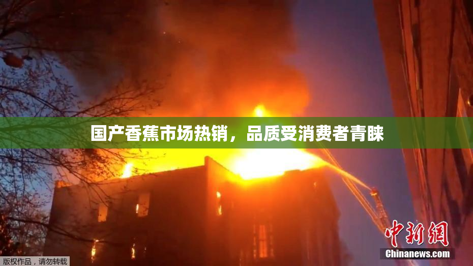 国产香蕉市场热销，品质受消费者青睐