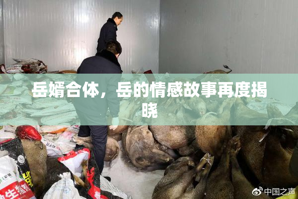 岳婿合体，岳的情感故事再度揭晓