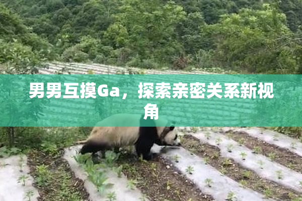 男男互摸Ga，探索亲密关系新视角