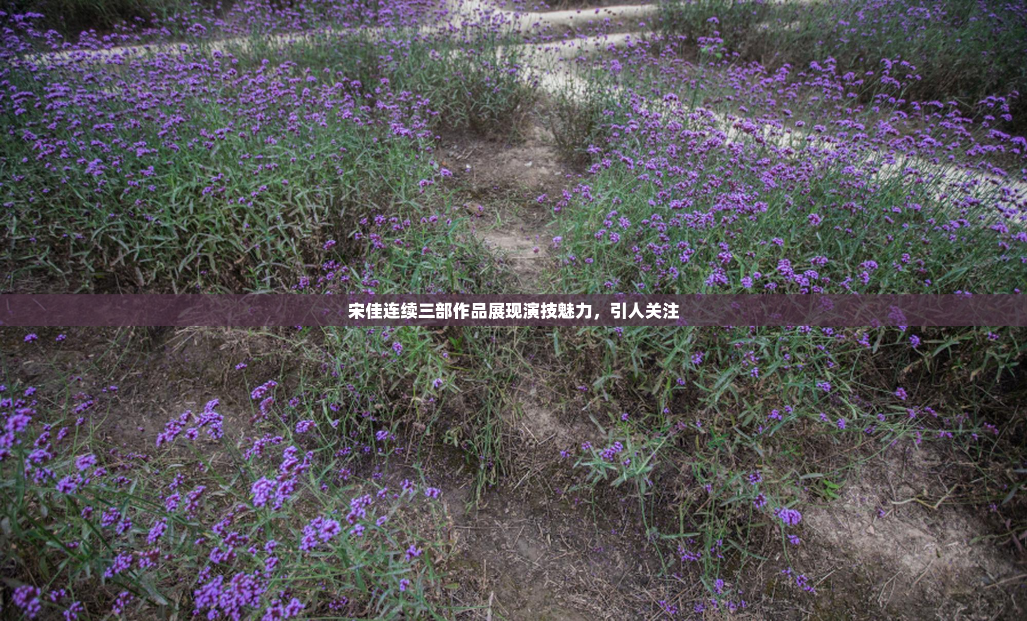 宋佳连续三部作品展现演技魅力，引人关注