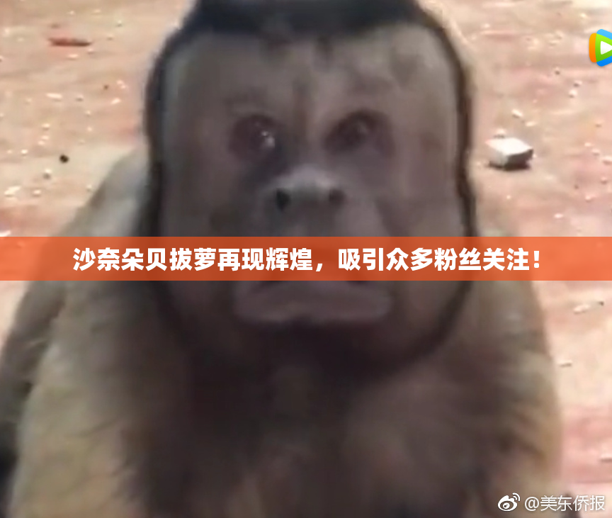 沙奈朵贝拔萝再现辉煌，吸引众多粉丝关注！