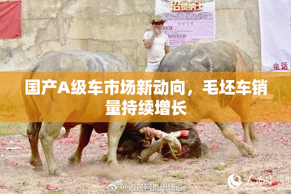 国产A级车市场新动向，毛坯车销量持续增长