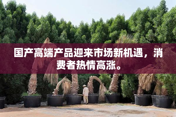 国产高端产品迎来市场新机遇，消费者热情高涨。