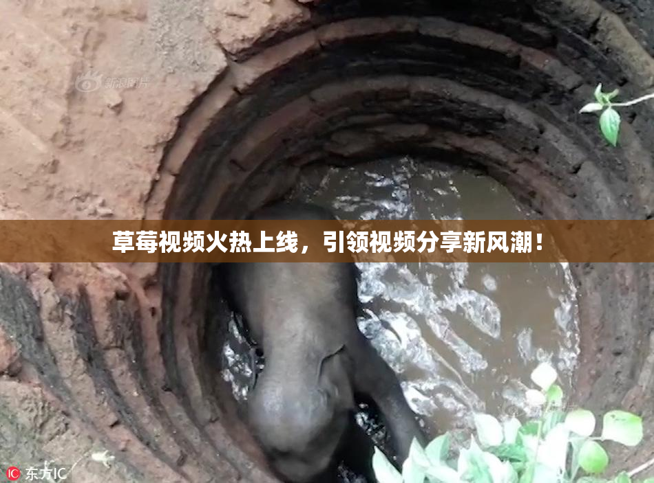 草莓视频火热上线，引领视频分享新风潮！
