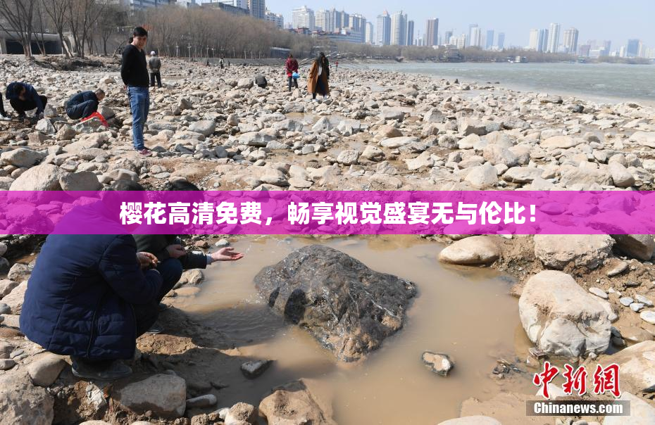 樱花高清免费，畅享视觉盛宴无与伦比！