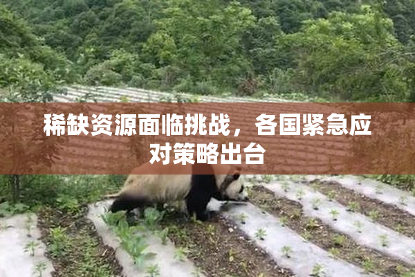 稀缺资源面临挑战，各国紧急应对策略出台