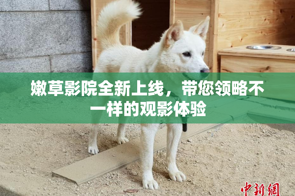嫩草影院全新上线，带您领略不一样的观影体验