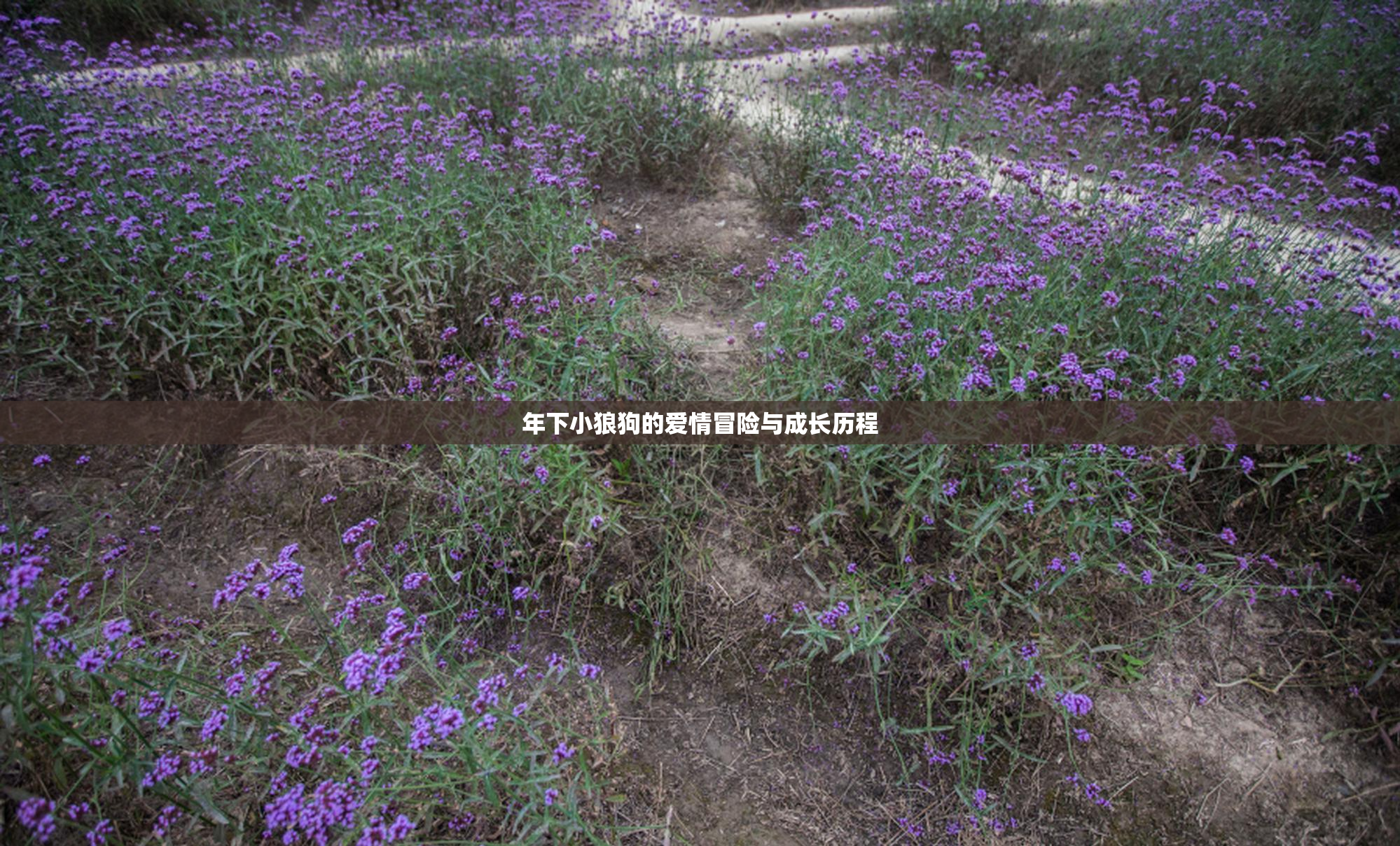 年下小狼狗的爱情冒险与成长历程