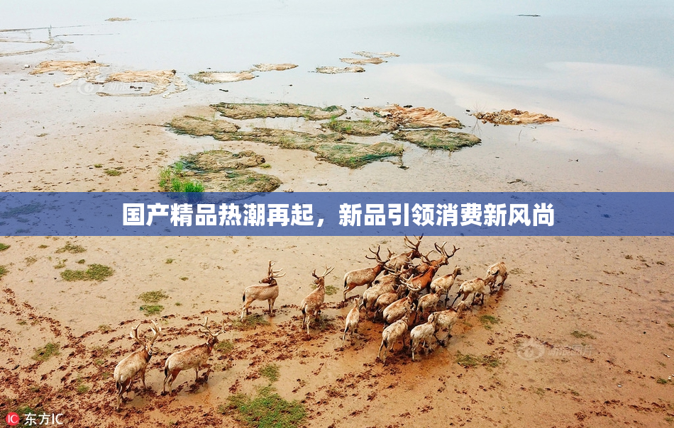 国产精品热潮再起，新品引领消费新风尚