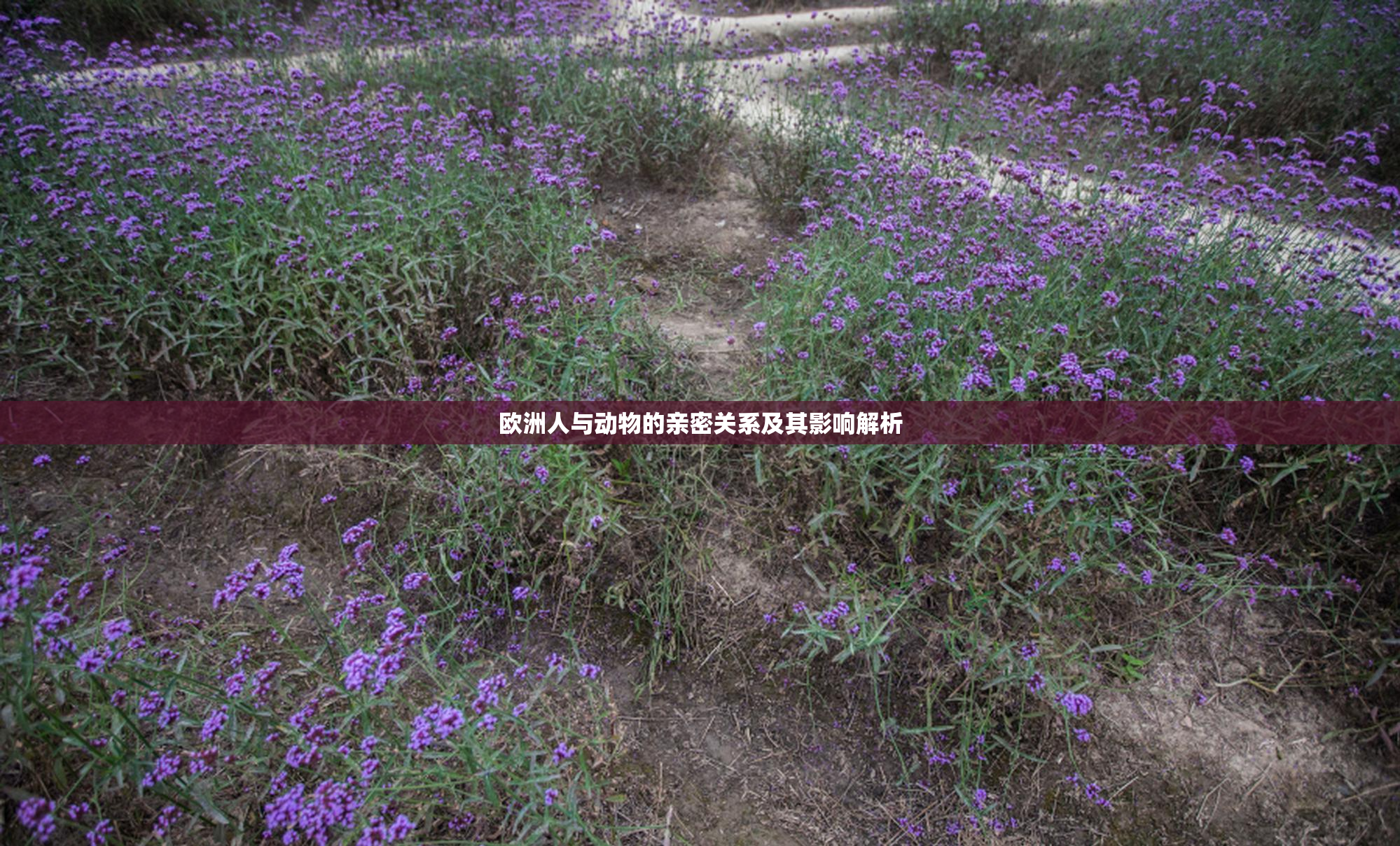 欧洲人与动物的亲密关系及其影响解析