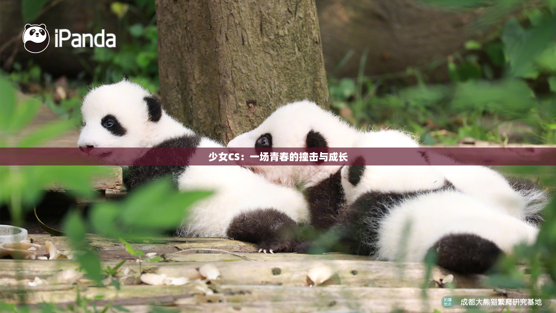 少女CS：一场青春的撞击与成长