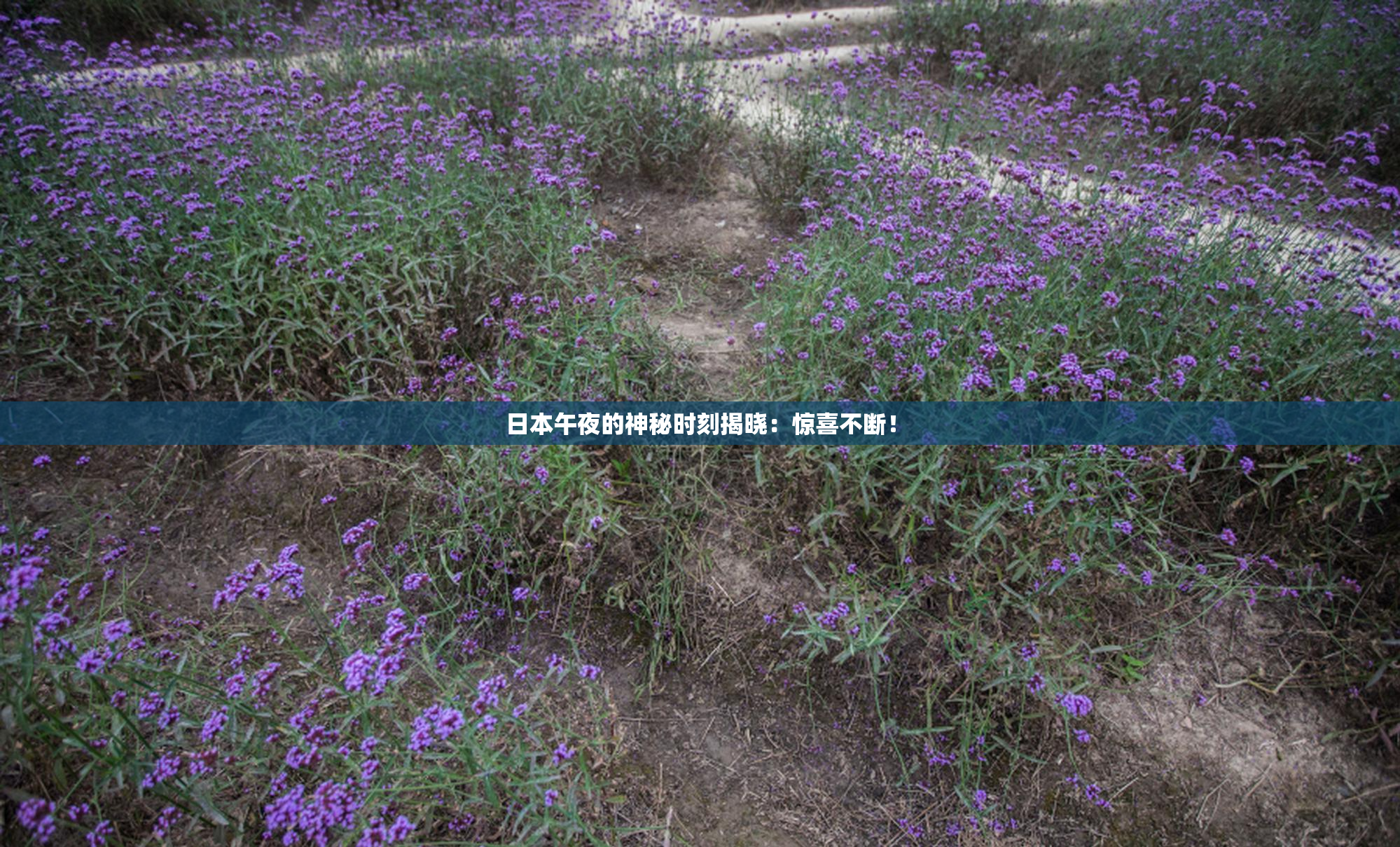 日本午夜的神秘时刻揭晓：惊喜不断！