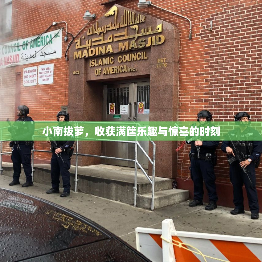 小南拔萝，收获满筐乐趣与惊喜的时刻