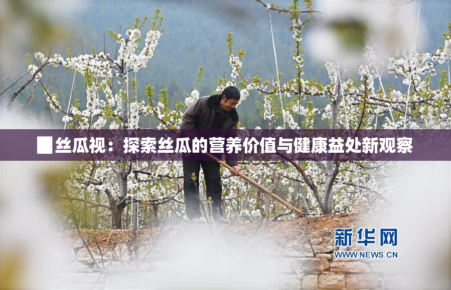 ▉丝瓜视：探索丝瓜的营养价值与健康益处新观察