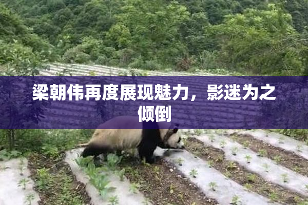 梁朝伟再度展现魅力，影迷为之倾倒