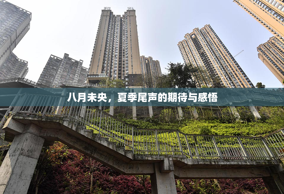 八月未央，夏季尾声的期待与感悟