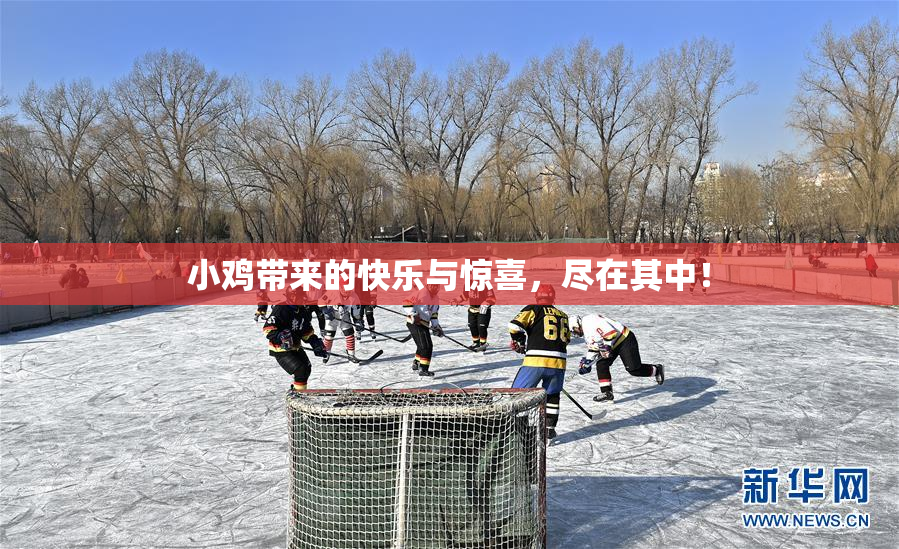 小鸡带来的快乐与惊喜，尽在其中！