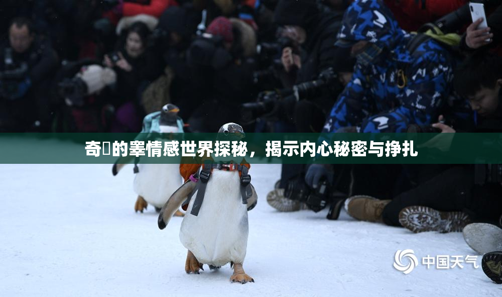 奇犽的睾情感世界探秘，揭示内心秘密与挣扎