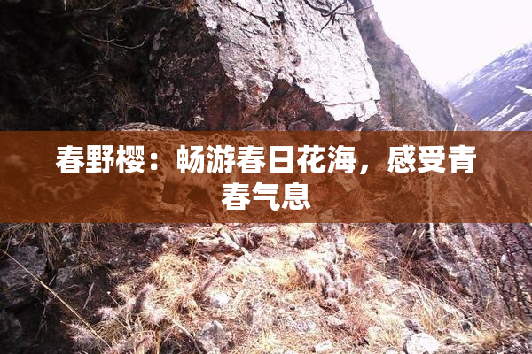 春野樱：畅游春日花海，感受青春气息