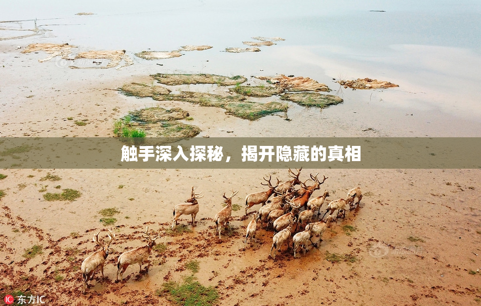 触手深入探秘，揭开隐藏的真相