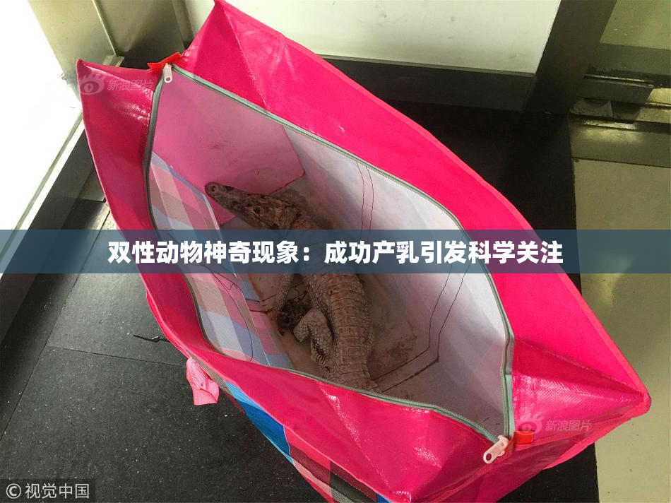 双性动物神奇现象：成功产乳引发科学关注