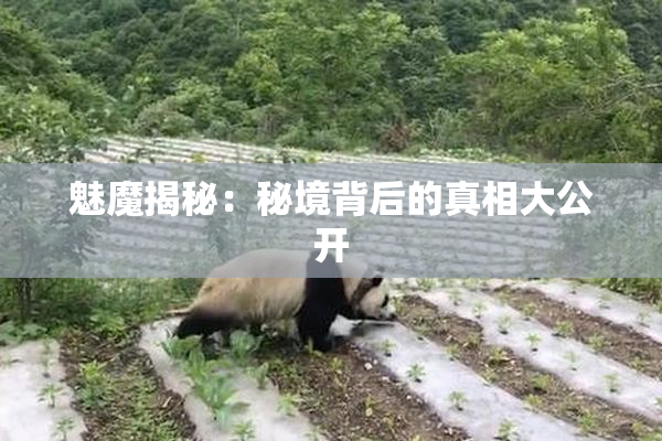 魅魔揭秘：秘境背后的真相大公开
