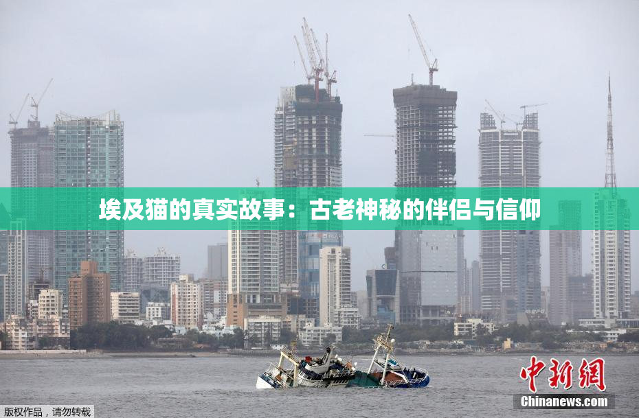 埃及猫的真实故事：古老神秘的伴侣与信仰