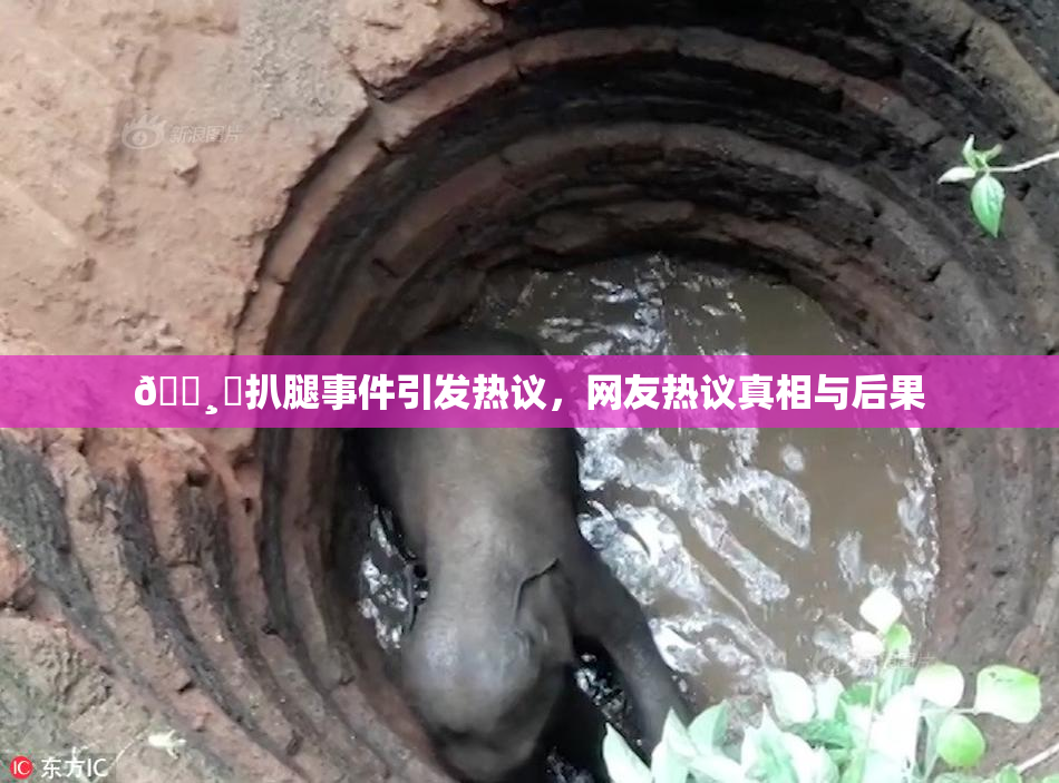 🌸‌扒腿事件引发热议，网友热议真相与后果