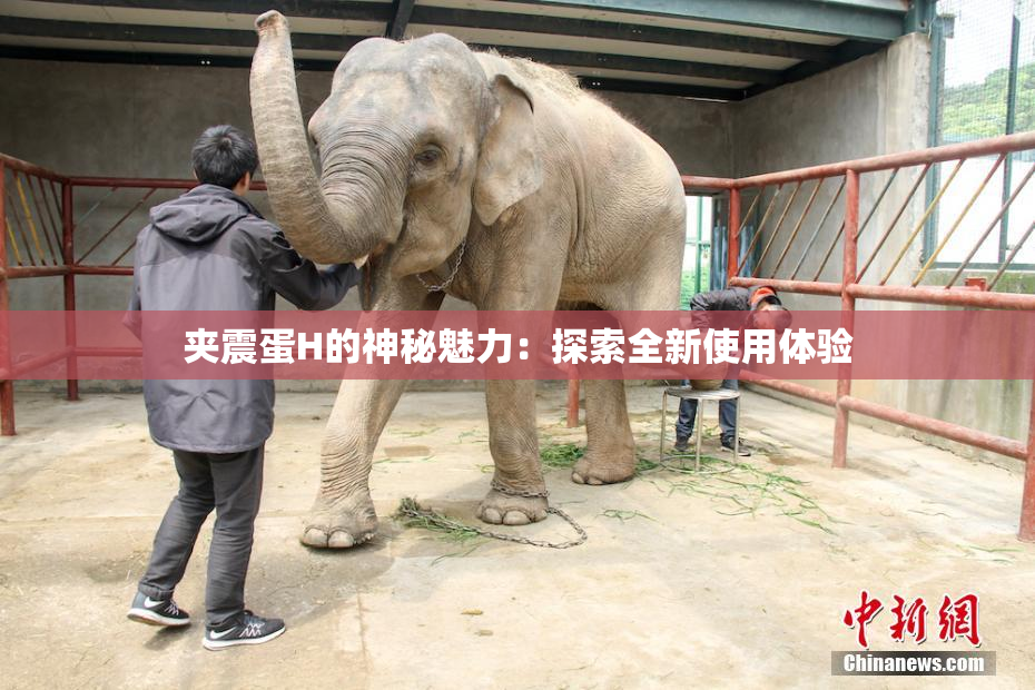 夹震蛋H的神秘魅力：探索全新使用体验