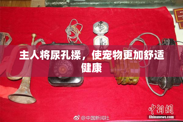 主人将尿孔揉，使宠物更加舒适健康