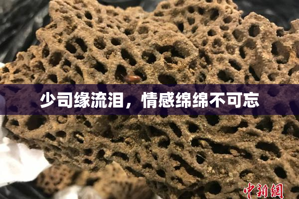 少司缘流泪，情感绵绵不可忘