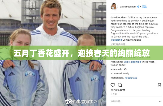 五月丁香花盛开，迎接春天的绚丽绽放