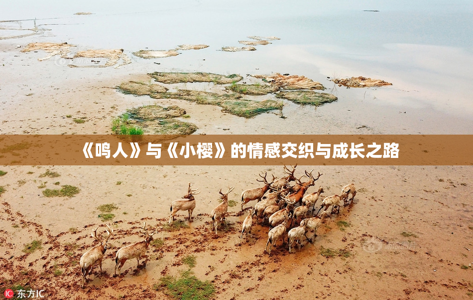《鸣人》与《小樱》的情感交织与成长之路