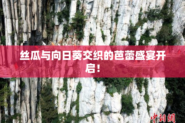 丝瓜与向日葵交织的芭蕾盛宴开启！