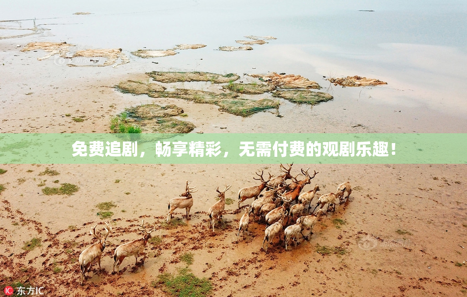 免费追剧，畅享精彩，无需付费的观剧乐趣！