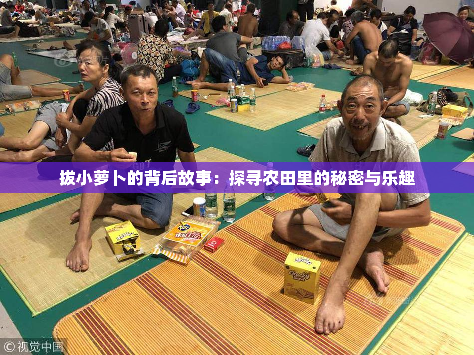 拔小萝卜的背后故事：探寻农田里的秘密与乐趣